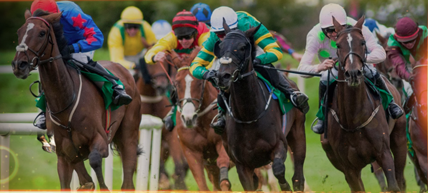 Understand The Basics of Betting On Horse and Dog Races